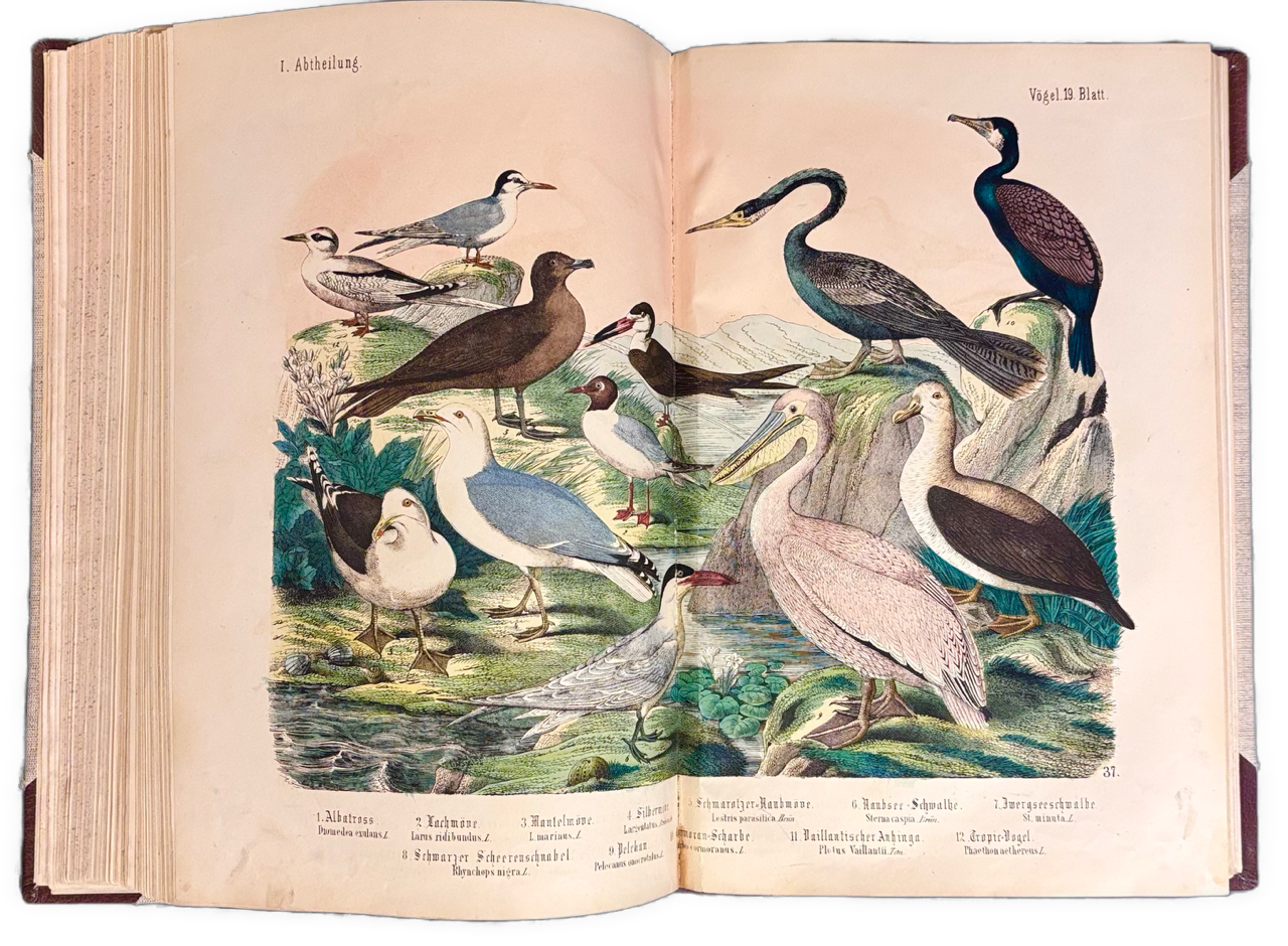Naturgeschichte des Thierreichs - EA