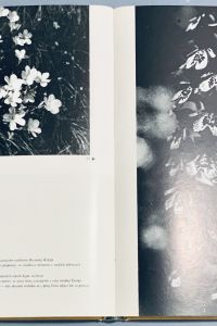 2B7295E8 5AB0 4FB7 9F12 CCB43092EFDD