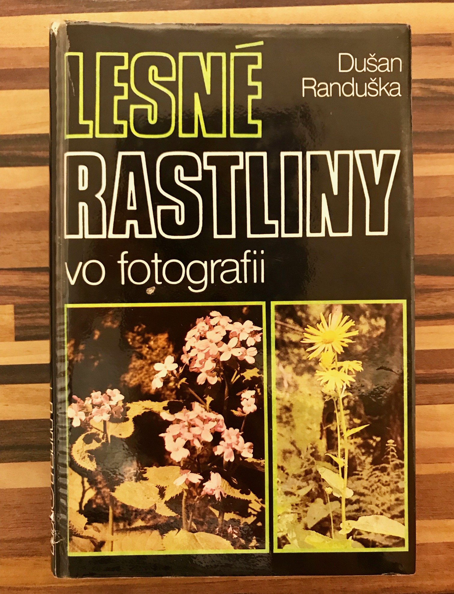 Lesné rastliny vo fotografii