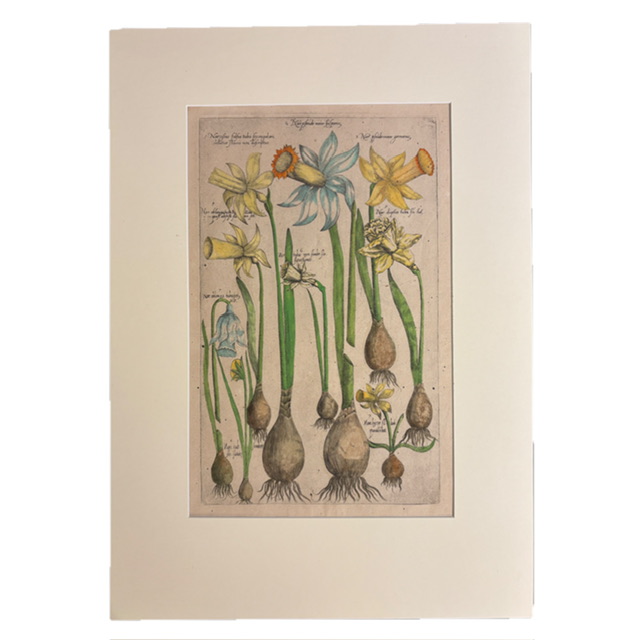 Rare early botanical print - Narcissus IMG 4059