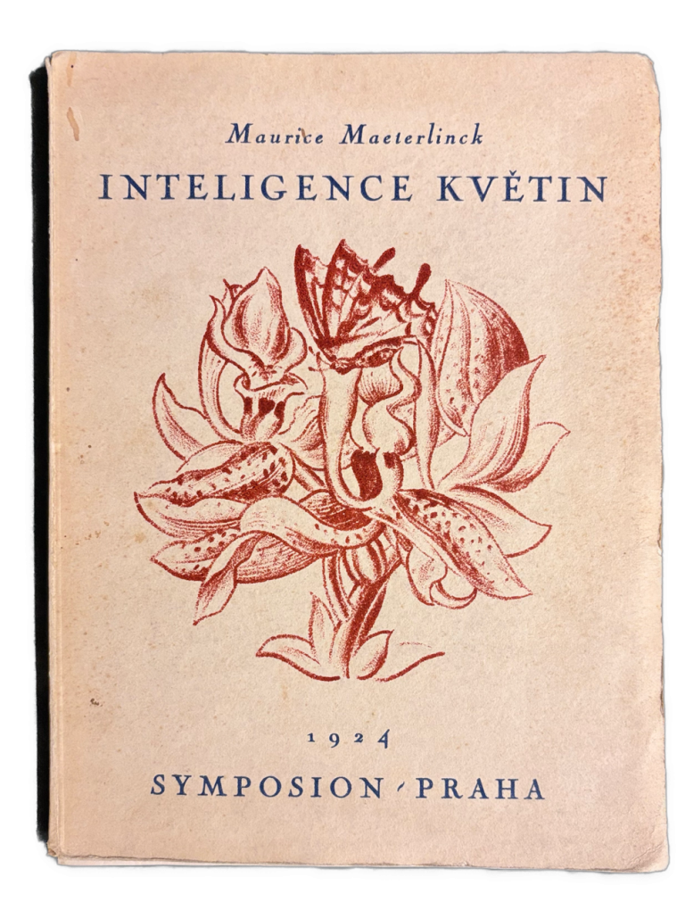 Inteligence květin IMG 4925